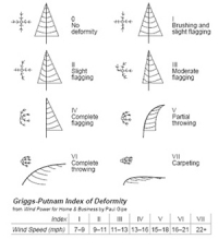 Griggs Putnam Index of Deformity